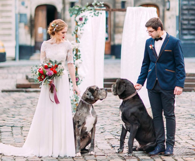 Hund Zur Hochzeit Tipps And Ideen Euer Tier Mit Einzubeziehen