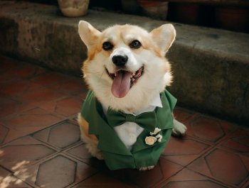 Hund auf Hochzeit mitnehmen