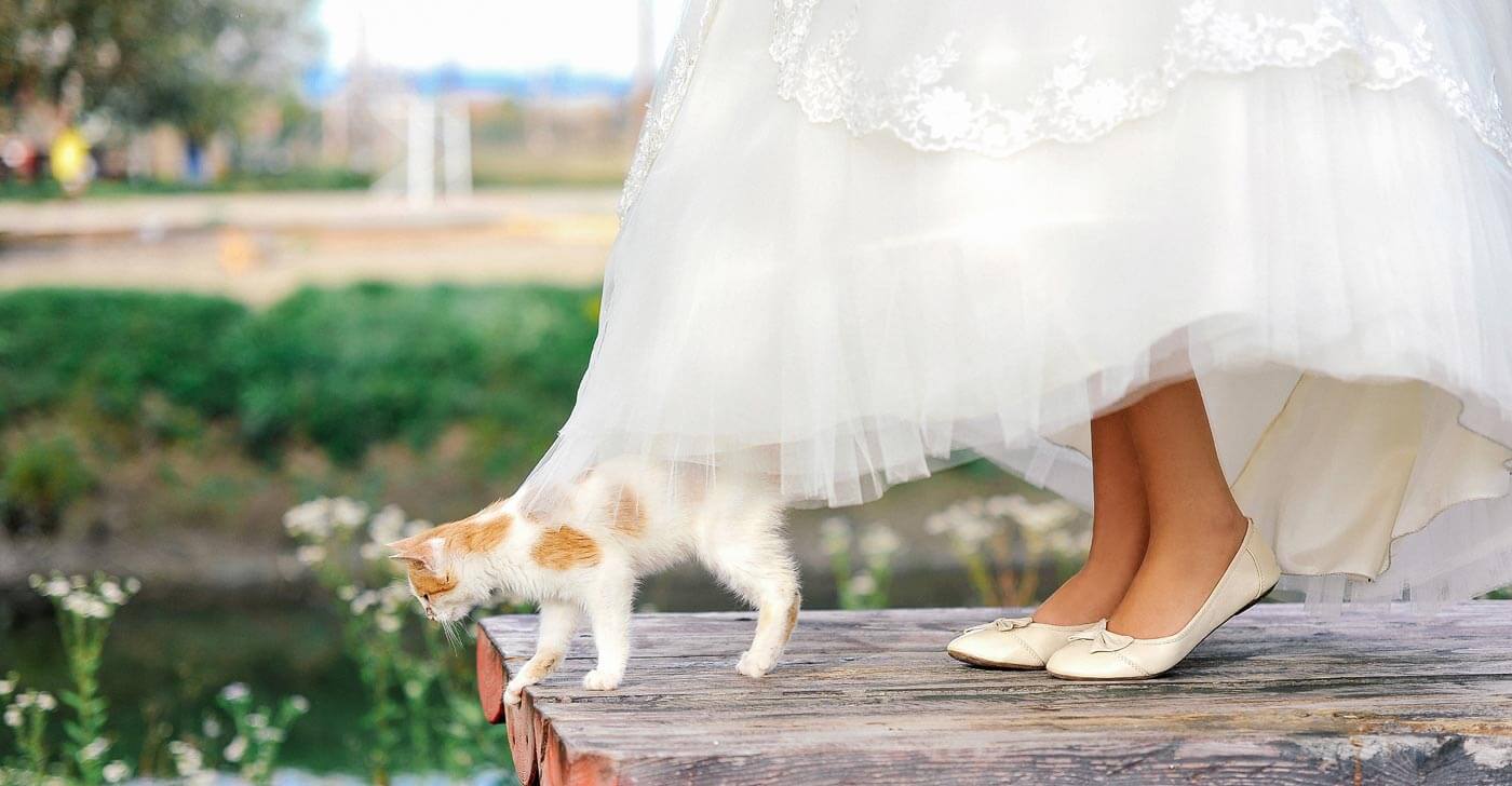 Коты пошли на свадьбу в женских платьях